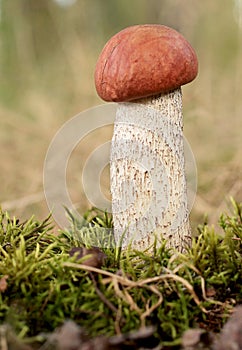 Leccinum