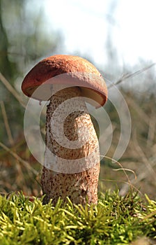 Leccinum