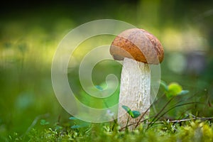 Leccinum albostipitatum