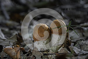 Leccinum albostipitatum