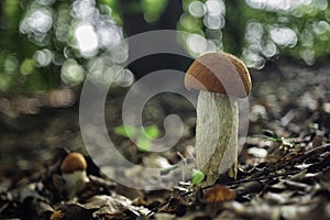 Leccinum albostipitatum