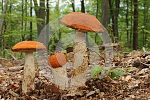 Leccinum aurantiacum, commonly called red capped scaber stalk fungus