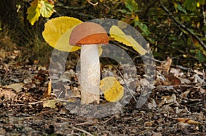 Leccinum aurantiacum, commonly called red capped scaber stalk fungus