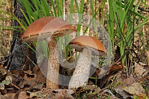 Leccinum aurantiacum, commonly called red capped scaber stalk fungus