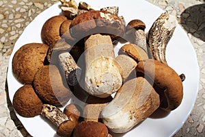 Leccinum aurantiacum edible mushroom and boletus edulis in white plate, raw from the wood, macro photography