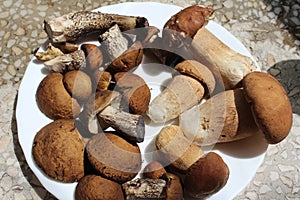 Leccinum aurantiacum edible mushroom and boletus edulis in white plate, raw from the wood, macro photography