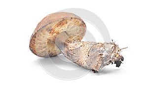 Leccinum aurantiacum