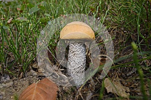 Leccinum aurantiacum - red-capped scaber stalk