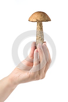 Leccinum in hand