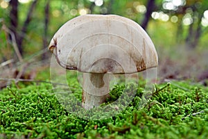 Leccinum holopus mushroom