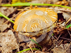 Leccinum mushroom with chewed and cracked cap