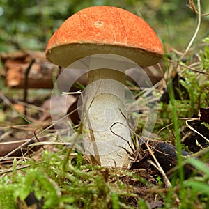 Leccinum piceinum mushroom