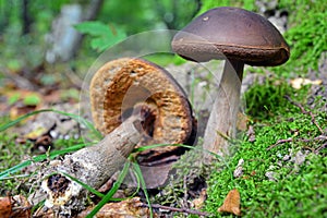 Leccinum pseudoscabrum mushroom