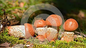 Leccinum quercinum mushroom