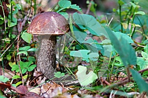 Leccinum scabrum