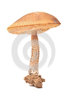 Leccinum scabrum