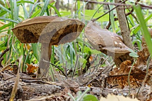 Leccinum scabrum