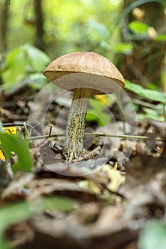 Leccinum scabrum