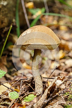 Leccinum scabrum