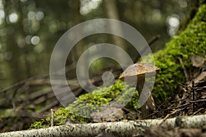 Leccinum scabrum