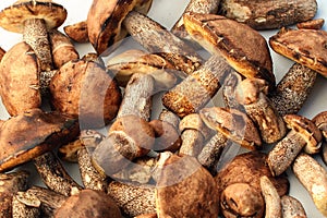 Leccinum scabrum, or birch bolete mushrooms