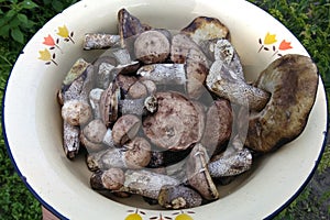 Leccinum scabrum, or birch bolete mushrooms