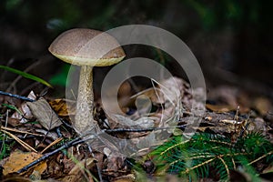 Leccinum scabrum birch fungus mushroom in colourful autumn forest