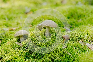 Leccinum scabrum Boletaceaeis an edible mushroom in the moss