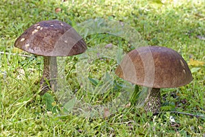 Leccinum scabrum - Brown Birch Bolete