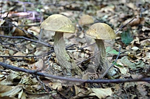 Leccinum scabrum with a brown hat