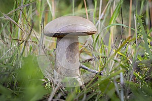 Leccinum scabrum, commonly known as the rough-stemmed bolete, scaber stalk, and birch bolete, edible