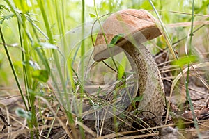 Leccinum scabrum