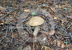 Leccinum scabrum, commonly known as the rough-stemmed bolete, scaber stalk, and birch bolete. Mushroom photo, forest photo