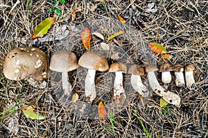 Leccinum scabrum on the ground mushroom harvest.