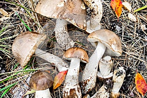 Leccinum scabrum on the ground mushroom harvest.