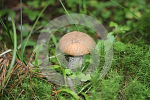 Leccinum Scabrum grows most often under aspens in and outside the forest