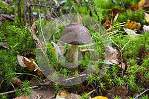 Leccinum Scabrum grows most often under aspens in and outside the forest