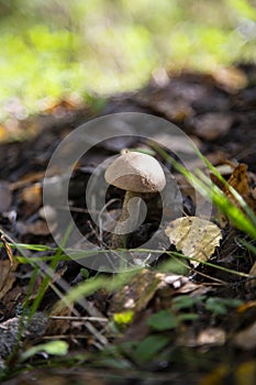 Leccinum Scabrum grows most often under aspens in and outside the forest