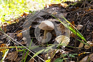 Leccinum Scabrum grows most often under aspens in and outside the forest