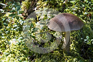 Leccinum scabrum in the moss