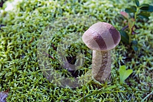 Leccinum scabrum in the moss