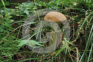 Leccinum Scabrum Mushroom