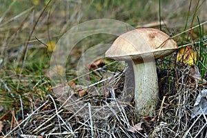 Leccinum scabrum mushroom