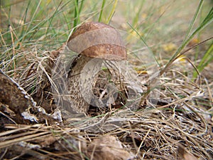 Leccinum scabrum mushroom