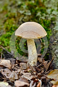 Leccinum scabrum mushroom