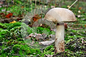 Leccinum scabrum mushroom