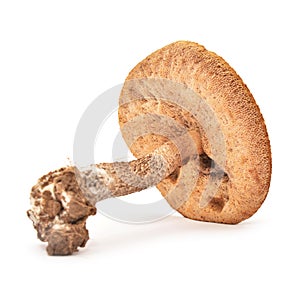 Leccinum scabrum mushroom