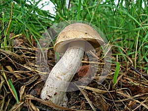 Leccinum scabrum mushroom in the forest