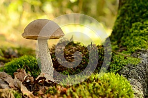 Leccinum scabrum mushroom
