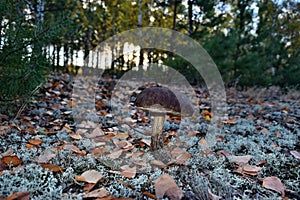 Leccinum scabrum mushroom is growing